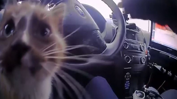 Cảnh sát tốt bụng cứu mèo con kẹt giữa đường cao tốc, chú mèo đáp lại ân nhân cực đáng yêu 1