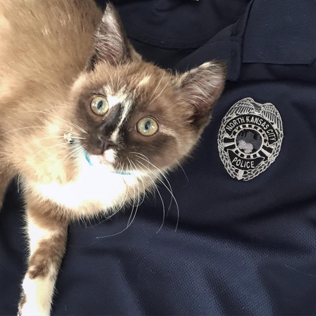 Cảnh sát tốt bụng cứu mèo con kẹt giữa đường cao tốc, chú mèo đáp lại ân nhân cực đáng yêu 3