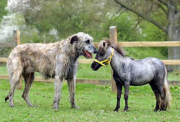   Chú ngựa nhỏ nhất nước Anh cùng chú chó săn sói Ireland to lớn  