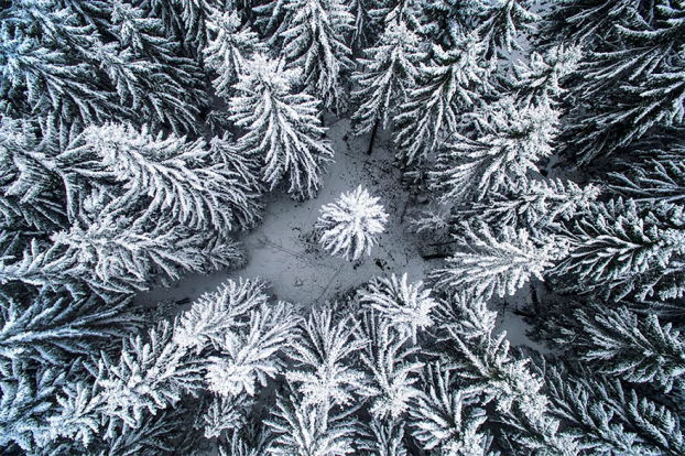   Ở giữa rừng mùa đông, bức ảnh của Photographersworld  