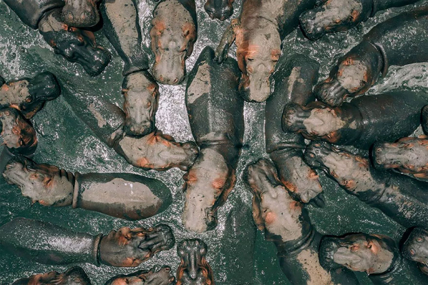   Bức ảnh đoạt giải nhất 'Bầy hà mã đang tắm bùn' ở Tanzania của Zekedrone  