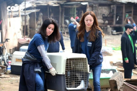 Phẫn nộ: Tổ chức bảo vệ động vật lớn nhất Hàn Quốc bí mật thủ tiêu hàng trăm con chó 6