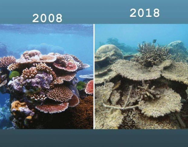   Những rạn san hô biến mất  