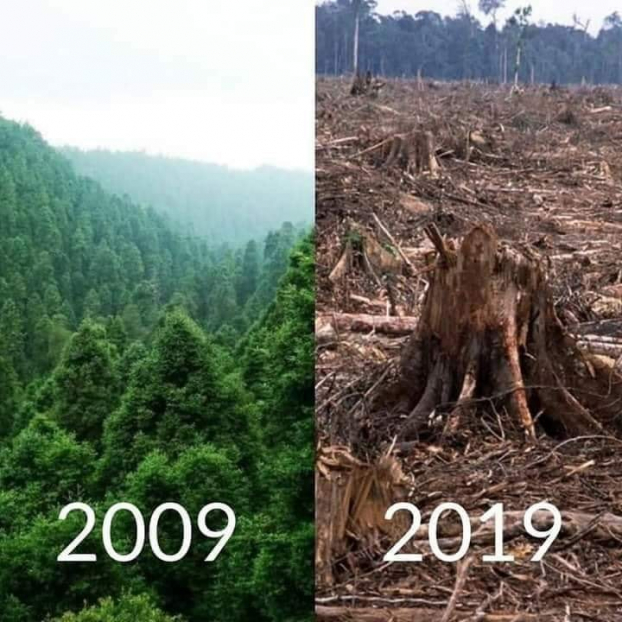  Những cánh rừng biến mất...  