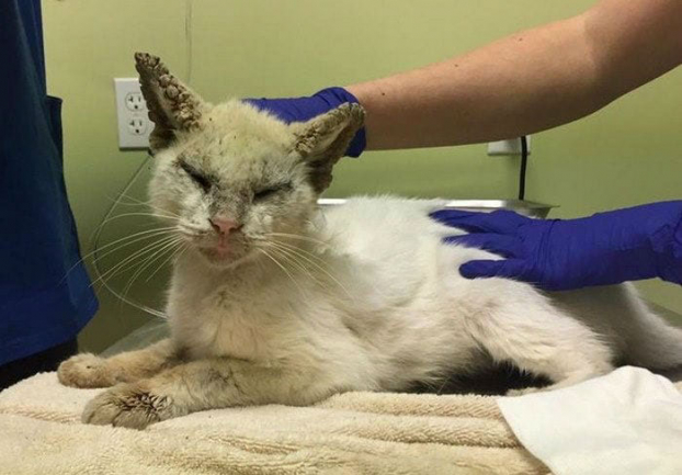 Vẻ đẹp hớp hồn của chú mèo hoang từng bị bao người bỏ mặc sau khi khỏi bệnh và mở được mắt 3