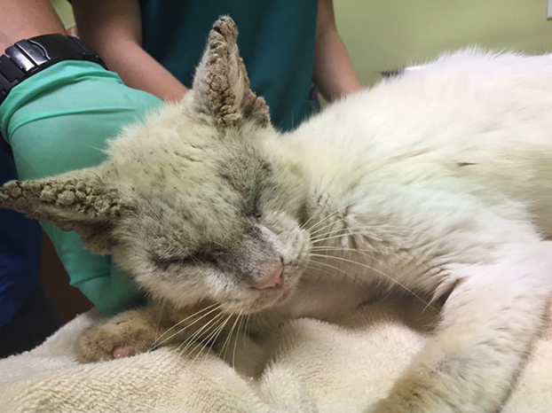 Vẻ đẹp hớp hồn của chú mèo hoang từng bị bao người bỏ mặc sau khi khỏi bệnh và mở được mắt 4