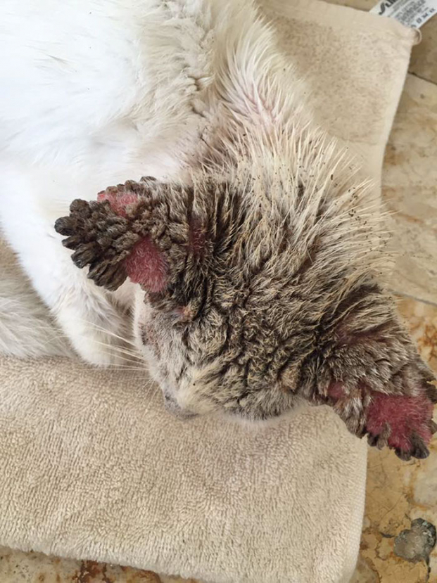 Vẻ đẹp hớp hồn của chú mèo hoang từng bị bao người bỏ mặc sau khi khỏi bệnh và mở được mắt 5