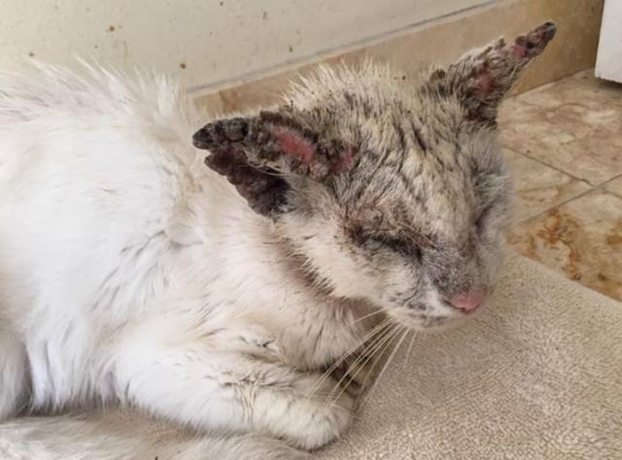 Vẻ đẹp hớp hồn của chú mèo hoang từng bị bao người bỏ mặc sau khi khỏi bệnh và mở được mắt 7