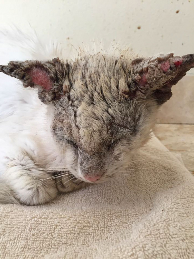 Vẻ đẹp hớp hồn của chú mèo hoang từng bị bao người bỏ mặc sau khi khỏi bệnh và mở được mắt 8