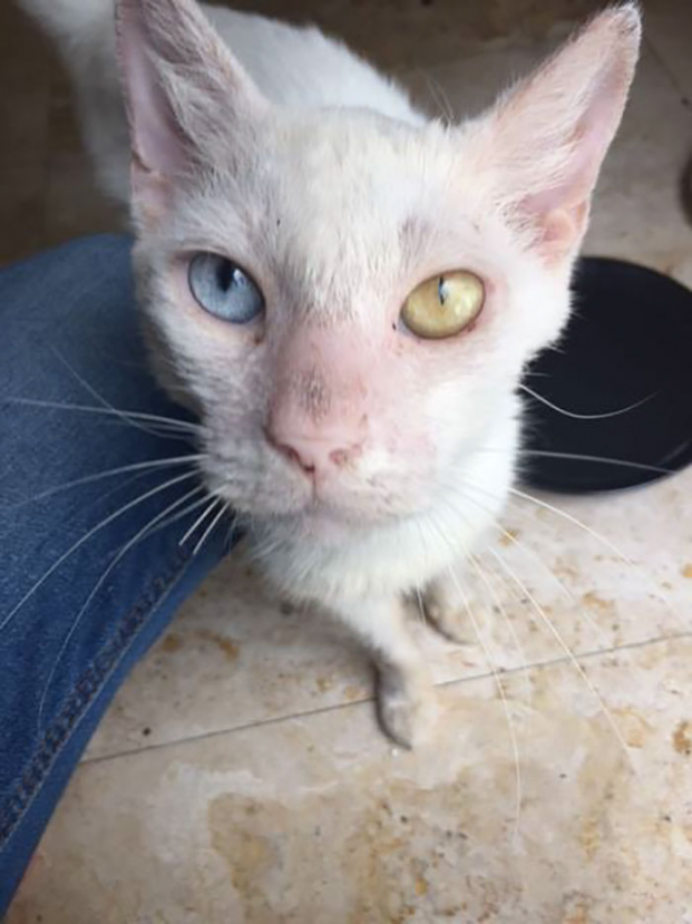 Vẻ đẹp hớp hồn của chú mèo hoang từng bị bao người bỏ mặc sau khi khỏi bệnh và mở được mắt 12