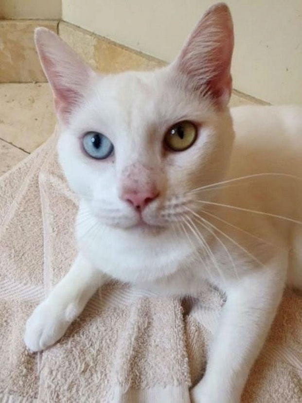 Vẻ đẹp hớp hồn của chú mèo hoang từng bị bao người bỏ mặc sau khi khỏi bệnh và mở được mắt 18