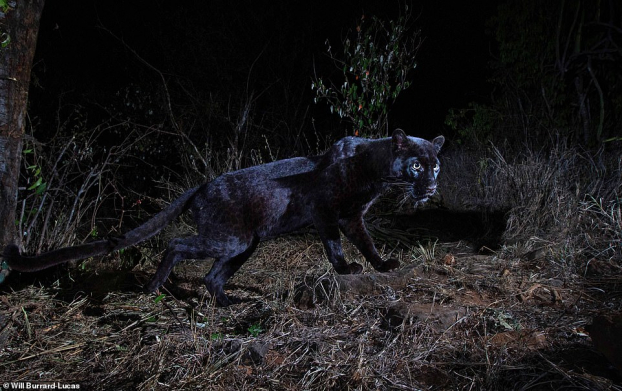 Lần đầu chụp được ảnh tuyệt đẹp của loài báo đen siêu hiếm ở châu Phi sau 100 năm 1
