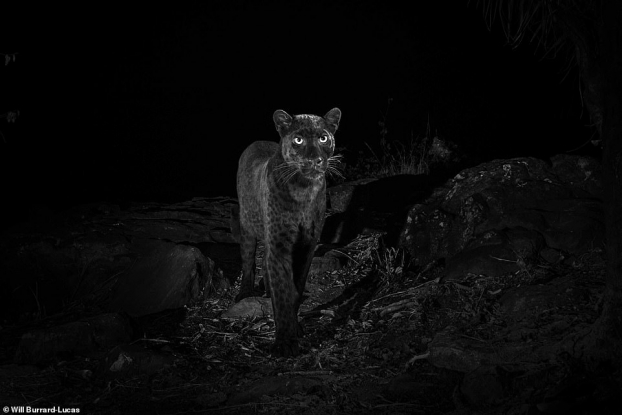 Lần đầu chụp được ảnh tuyệt đẹp của loài báo đen siêu hiếm ở châu Phi sau 100 năm 2
