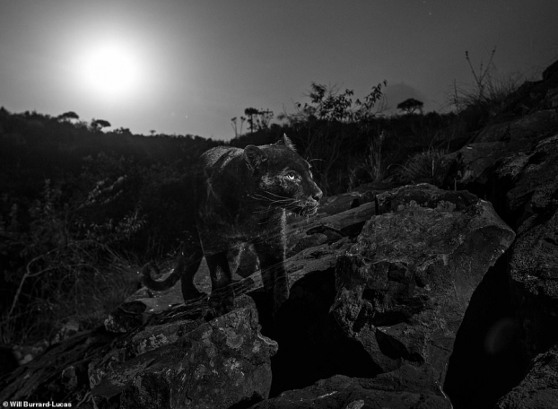 Lần đầu chụp được ảnh tuyệt đẹp của loài báo đen siêu hiếm ở châu Phi sau 100 năm 3