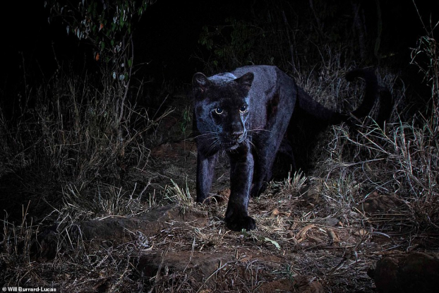 Lần đầu chụp được ảnh tuyệt đẹp của loài báo đen siêu hiếm ở châu Phi sau 100 năm 4
