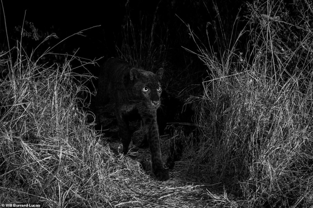 Lần đầu chụp được ảnh tuyệt đẹp của loài báo đen siêu hiếm ở châu Phi sau 100 năm 5