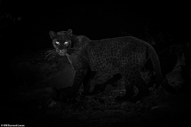 Lần đầu chụp được ảnh tuyệt đẹp của loài báo đen siêu hiếm ở châu Phi sau 100 năm 6
