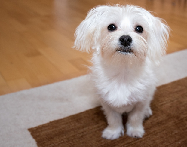   Chó Maltese còn được gọi ngắn gọn là chó Mal, một giống chó nhỏ rất nổi bật và được yêu thích trên khắp thế giới. Chúng là giống chó có nguồn gốc ở Địa Trung Hải, nổi lên với bộ lông trắng rất dài và quyến rũ  