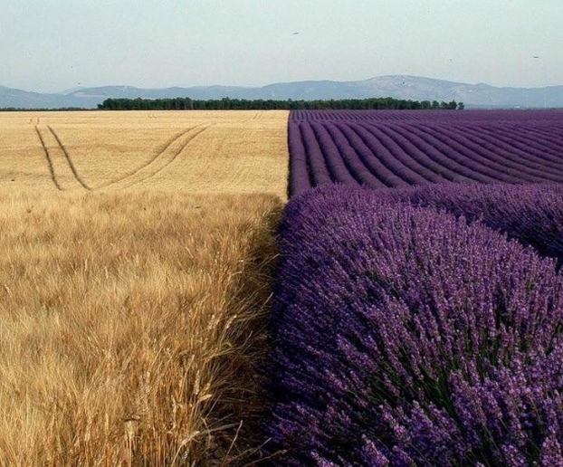   Cánh đồng lúa mì cạnh cánh đồng hoa oải hương  