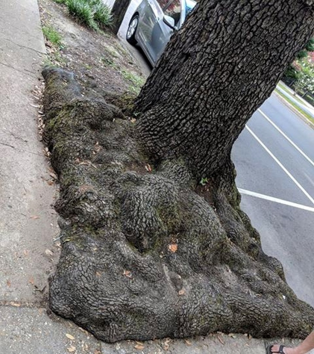   Một cái cây với bộ rễ nổi trên mặt đất  