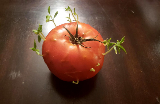   Một quả cà chua mọc ra nhiều cây cà chua  