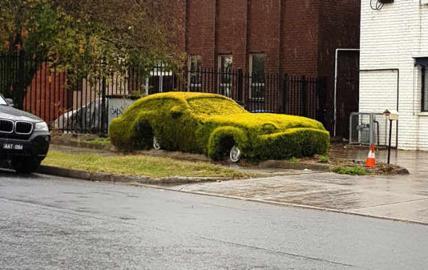   Bui cây được tỉa thành hình chiếc ô tô  