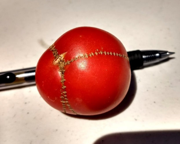   Quả cà chua trên vườn trông như bị tách làm 3 rồi ghép lại  