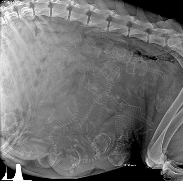   Ảnh chụp X-quang một chú chó đang mang bầu  