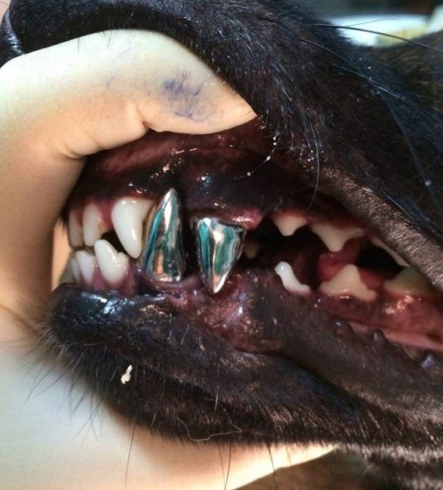   Chú chó được trồng răng  
