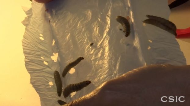 Tin tốt đẹp: Phát hiện loài sâu có thể cứu Trái Đất bằng khả năng ăn nhựa 1