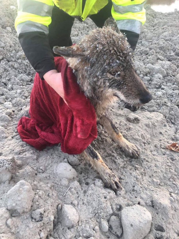 3 công nhân tốt bụng cứu 'chú chó' từ dưới sông băng, mang đến trạm cứu hộ mới biết là sói 2
