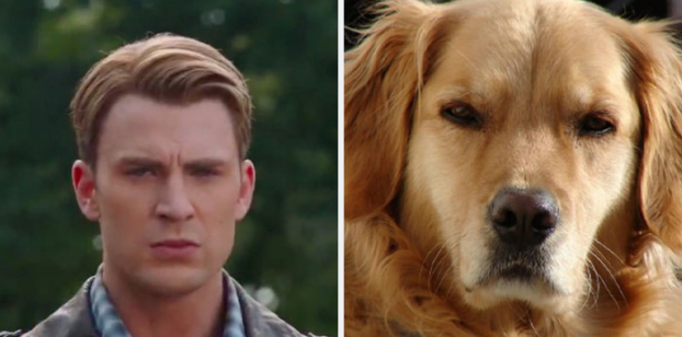 Hài hước loạt ảnh giống nhau kỳ lạ giữa tài tử Captain America và chó Golden Retriever 1