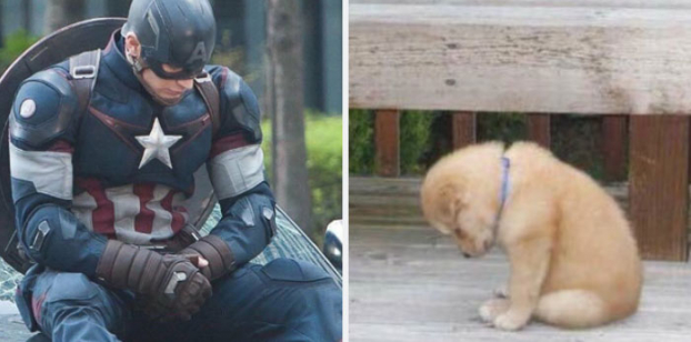 Hài hước loạt ảnh giống nhau kỳ lạ giữa tài tử Captain America và chó Golden Retriever 5