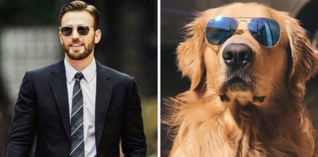 Hài hước loạt ảnh giống nhau kỳ lạ giữa tài tử Captain America và chó Golden Retriever 7