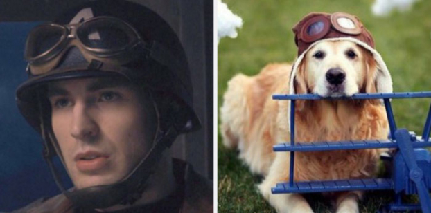Hài hước loạt ảnh giống nhau kỳ lạ giữa tài tử Captain America và chó Golden Retriever 16