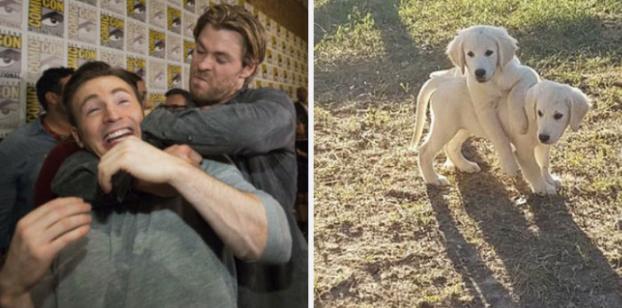 Hài hước loạt ảnh giống nhau kỳ lạ giữa tài tử Captain America và chó Golden Retriever 17