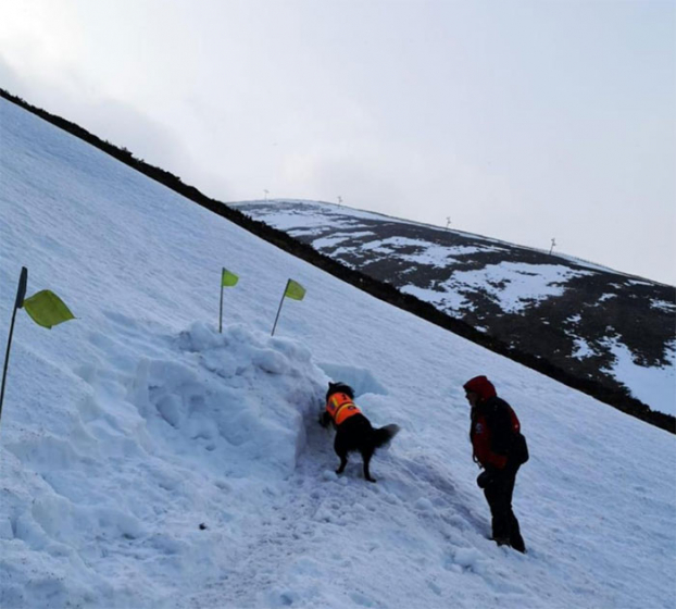   Một trong các kỹ năng của chó cứu hộ chính là tìm kiếm người bị vùi trong tuyết  
