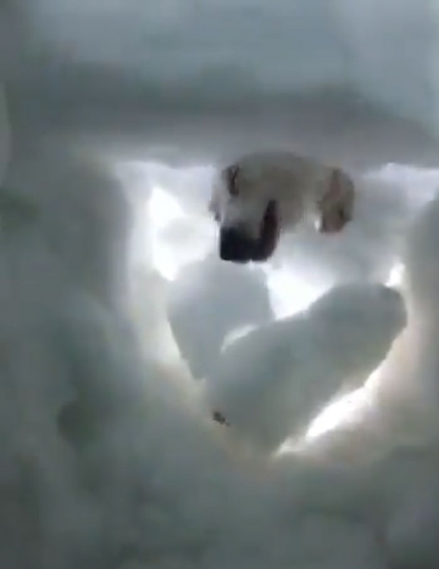   Chú chó nhanh chóng đào lớp tuyết dày ra để chui vào bên trong  