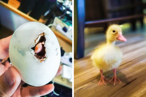   Cô ấy mua một quả trứng vịt lộn nhưng nó lại nở thành một người bạn mới  