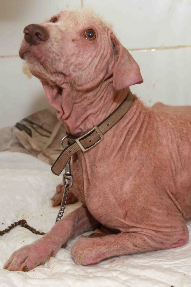 Hai chú chó hoang tuyệt vọng phải ăn cả túi nilon được giải cứu và 'hồi sinh' sau 4 tháng 4