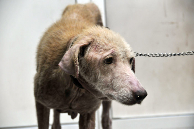 Hai chú chó hoang tuyệt vọng phải ăn cả túi nilon được giải cứu và 'hồi sinh' sau 4 tháng 5