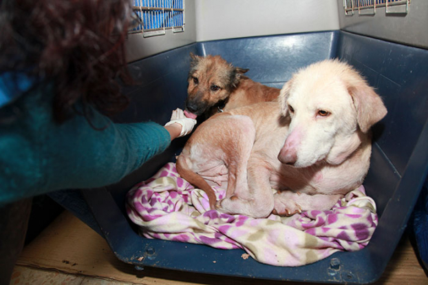 Hai chú chó hoang tuyệt vọng phải ăn cả túi nilon được giải cứu và 'hồi sinh' sau 4 tháng 6