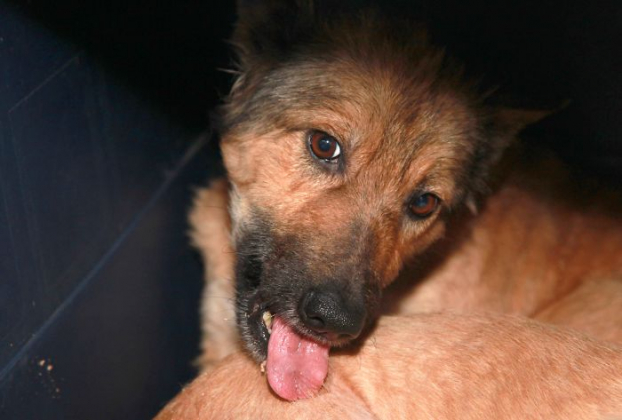 Hai chú chó hoang tuyệt vọng phải ăn cả túi nilon được giải cứu và 'hồi sinh' sau 4 tháng 7