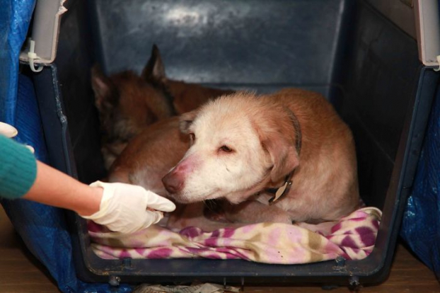 Hai chú chó hoang tuyệt vọng phải ăn cả túi nilon được giải cứu và 'hồi sinh' sau 4 tháng 8