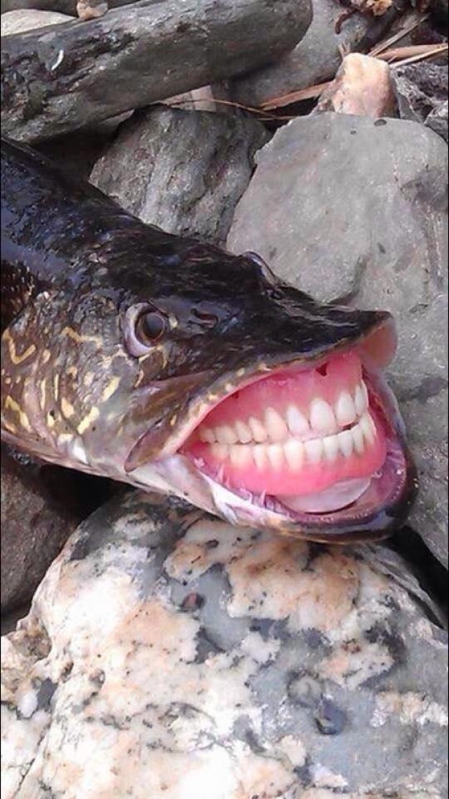 Câu cá đến rụng cả bộ răng giả...