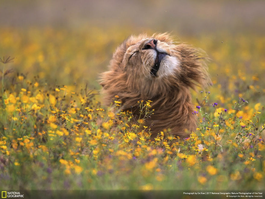 Từ sáng sớm, chú sư tử đã chạy đến biển hoa và lắc đầu đầy thỏa mãn.