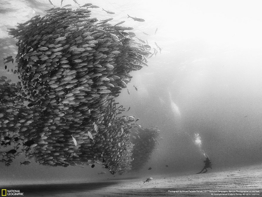 Cá khế sáu sọc tạo thành một 'cơn lốc xoáy' ở Vườn Quốc gia Cabo Pulmo. Vài năm trước, thợ đánh cá quyết định ngừng đánh bắt cá và dành toàn bộ số tiền để làm du lịch sinh thái. Người này đã thành công và thổi sự sống vào một nơi gần như đã chết. Cabo Pulmo là một ví dụ điển hình của việc con người nên để đại dương tự hồi phục. 