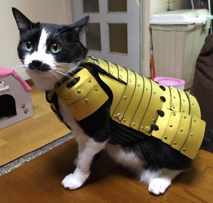 Công ty Samurai Age chuyên sản xuất những bộ áo giáp samurai cho thú cưng