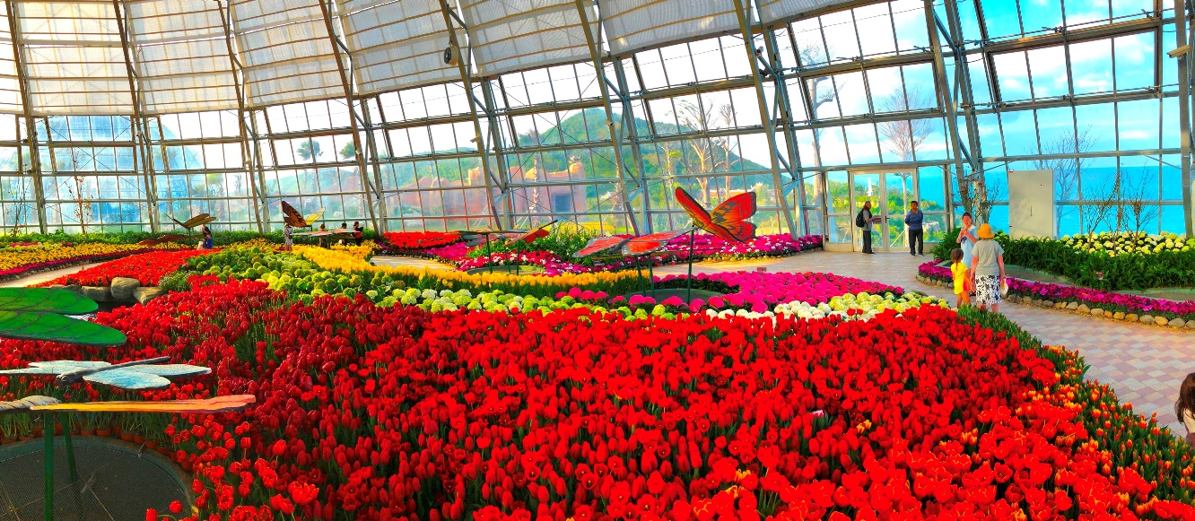 Lễ hội hoa tulip nằm trong nhà ôn đới – có quy mô lớn nhất Việt Nam hiện nay