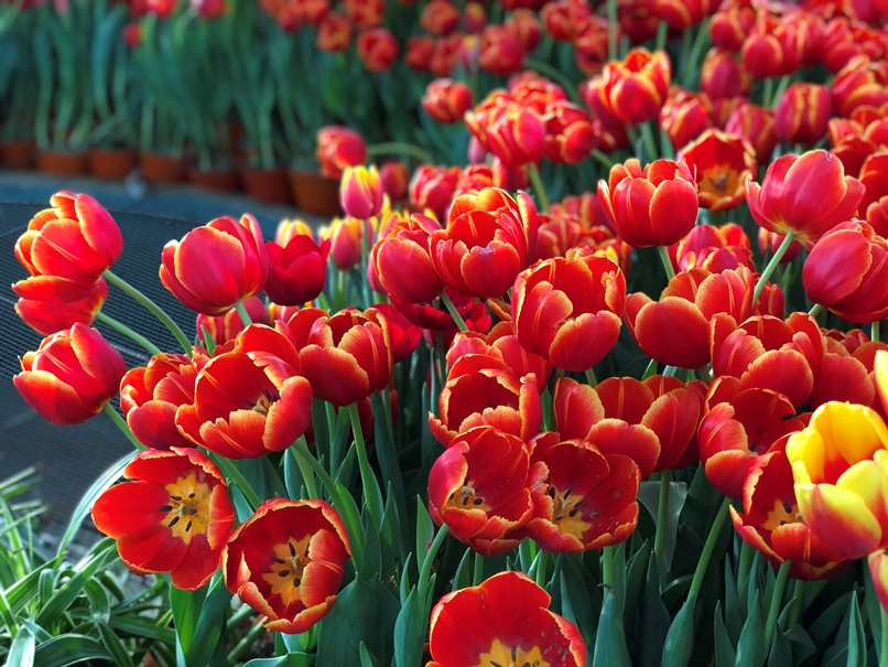 Mỗi màu hoa tulip mang một ý nghĩa biểu trưng cho tình yêu hoàn mỹ